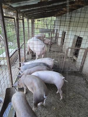 Porci crescuti in gospodarie - imagine 2