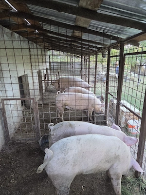 Porci crescuti in gospodarie