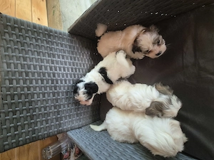 Cățeluși bichon havanez 6 săptămâni  - imagine 2