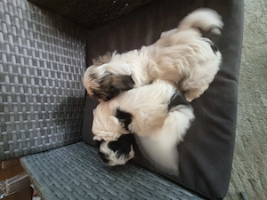 Cățeluși bichon havanez 6 săptămâni  - imagine 5