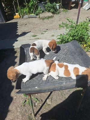 Jak Russell Terrier - imagine 3