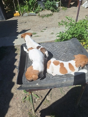  Jack Russell Terrier