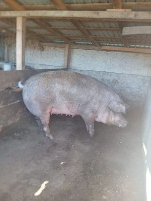 vand purcea duroc