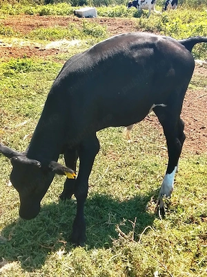 vând vițel 