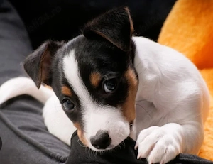 Jack Russel 