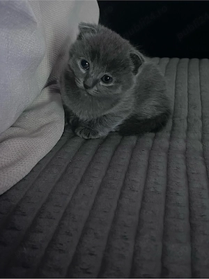 Scottish Fold Short Hair - imagine 3