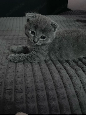Scottish Fold Short Hair - imagine 5