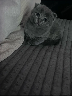 Scottish Fold Short Hair - imagine 2