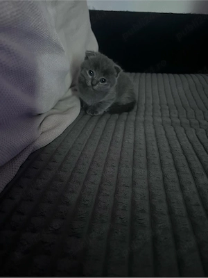 Scottish Fold Short Hair