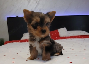 Yorkshire terrier baietel merle - imagine 2
