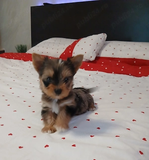 Yorkshire terrier baietel merle - imagine 4