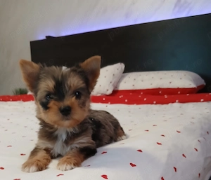 Yorkshire terrier baietel merle - imagine 3