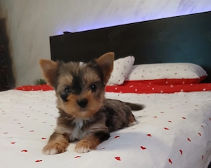 Yorkshire terrier baietel merle