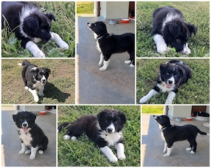 Pui Border Collie - imagine 3