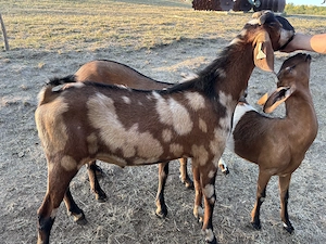 Disponibili Țapi 