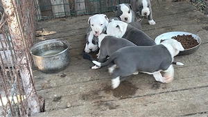 pui amstaf blue merle. 