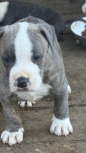 pui amstaf blue merle.  - imagine 2