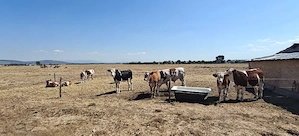 Se vând vițeii din imagini 