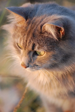 Vând pisica Maine Coon - imagine 2