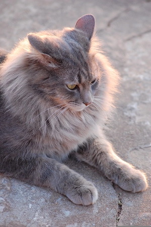 Vând pisica Maine Coon