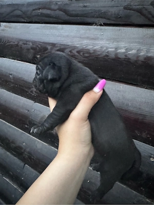 REZERVARI puiuti mops pug - imagine 4