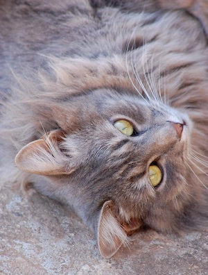 Vând pisica Maine Coon - imagine 3