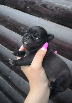 REZERVARI puiuti mops pug