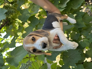 Pui Beagle 2 luni cu carnet de sanatate si deparazitati