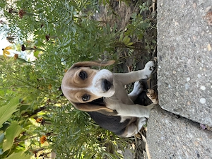 Pui Beagle 2 luni cu carnet de sanatate si deparazitati - imagine 3