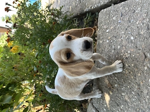 Pui Beagle 2 luni cu carnet de sanatate si deparazitati - imagine 2