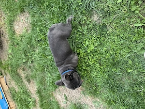 Bulldog francez de vânzare!