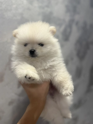 Pomeranian Alb   
