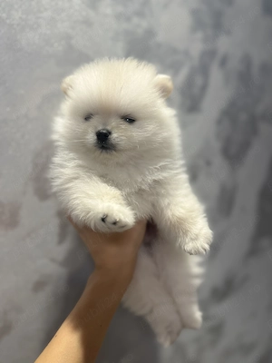 Pomeranian Alb    - imagine 2