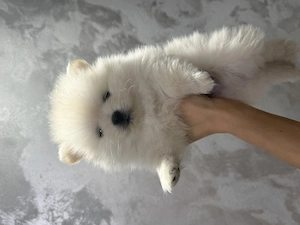Pomeranian Alb    - imagine 4