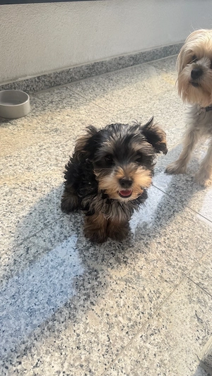 Baietel yorkie 