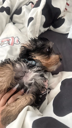 Baietel yorkie  - imagine 4