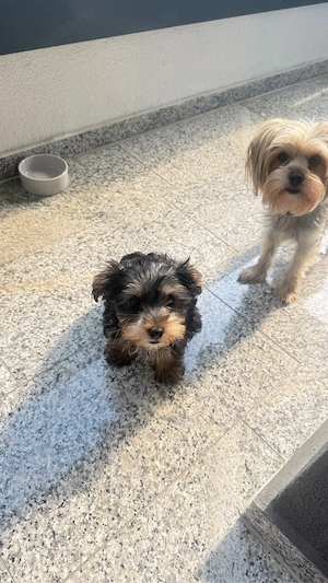 Baietel yorkie  - imagine 2