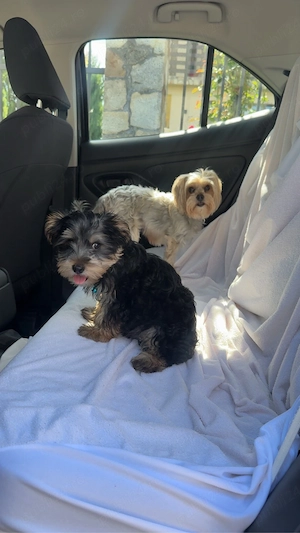 Baietel yorkie  - imagine 3