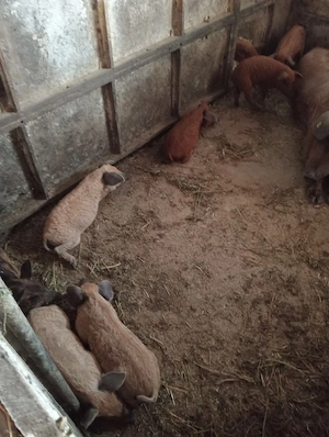 Purcei mangalita