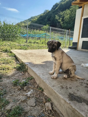 catei kangal 