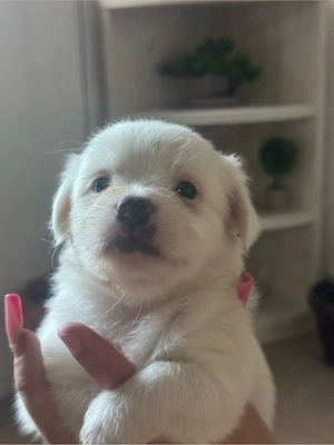Bichon   Shih Tzu 