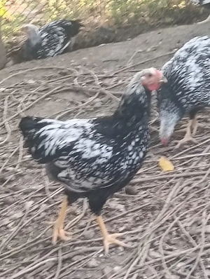 Cocosi tineri caută căsuța nouă  - imagine 4