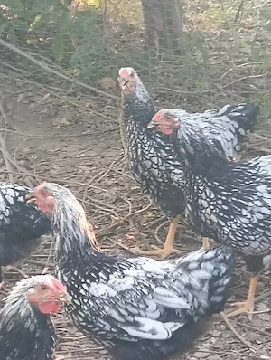 Cocosi tineri caută căsuța nouă 