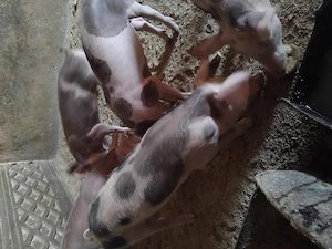 Purcei soldanei