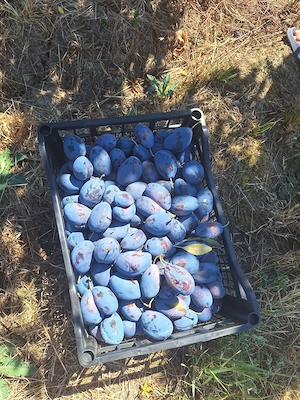 Vand prune,de consum!