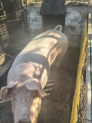 Vînd porci 300-350 kg - imagine 3