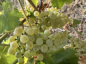 Struguri de masă și de vin