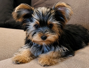 Yorkshire Terrier F