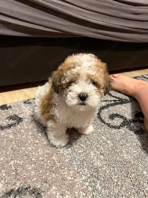 3 pui de catelusi bichon pur 7 saptamani  - imagine 2