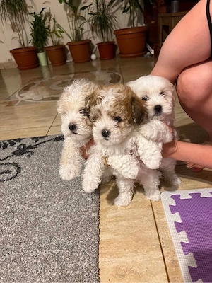 3 pui de catelusi bichon pur 7 saptamani  - imagine 3
